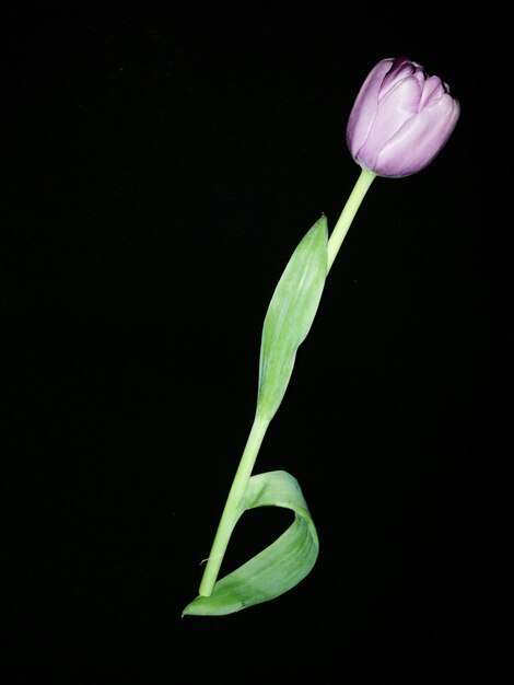 Foto la flor del tulipán sobre un fondo negro