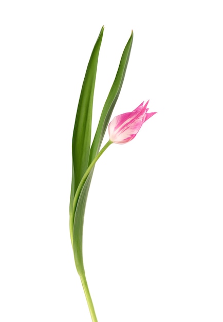 Flor de tulipán en un tallo largo con hojas, aislado sobre fondo blanco. Hermosas flores de primavera.