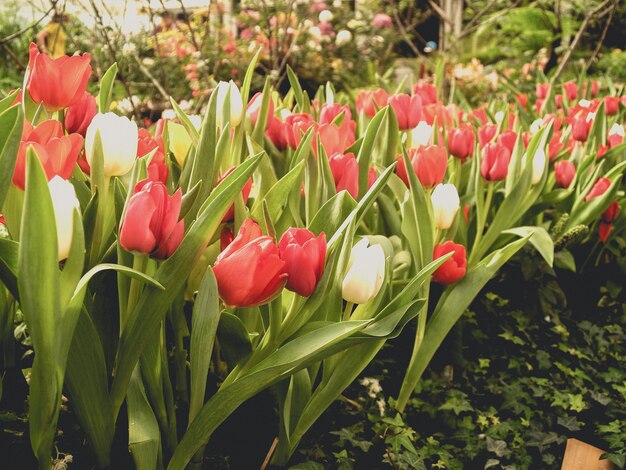 Flor de tulipán