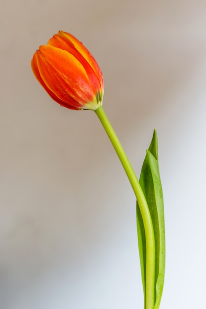 Flor de tulipán