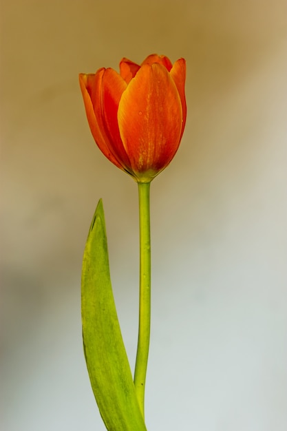 Foto flor de tulipán