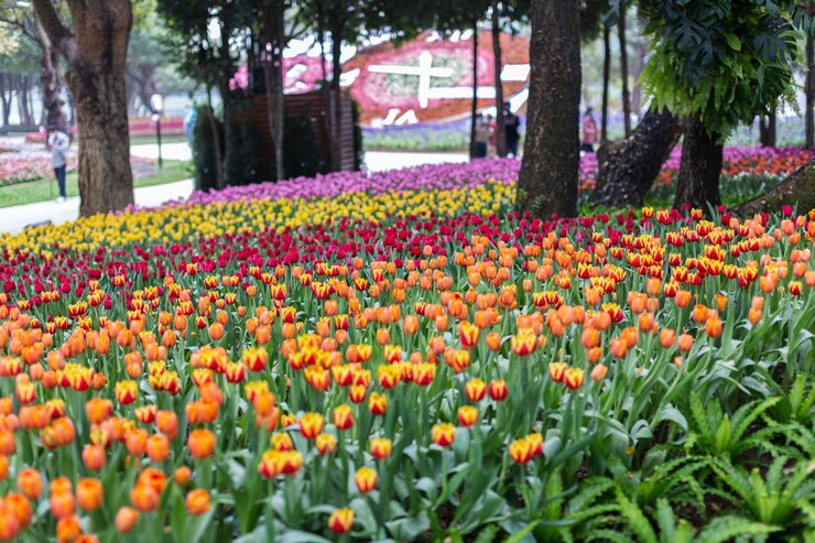 Flor de tulipanes coloridos en un día ventoso de primavera.