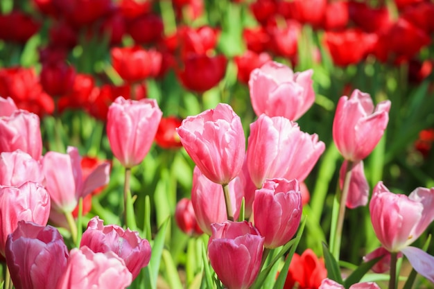 Flor de tulipanes coloridos frescos en el jardín