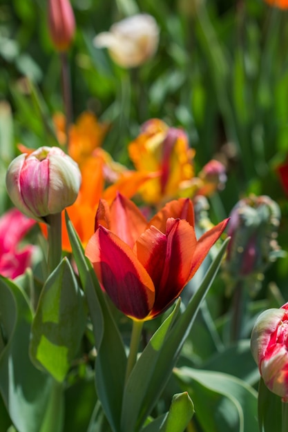 Flor de tulipanes frescos y coloridos en el jardín