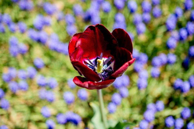 Flor de tulipanes frescos y coloridos en el jardín