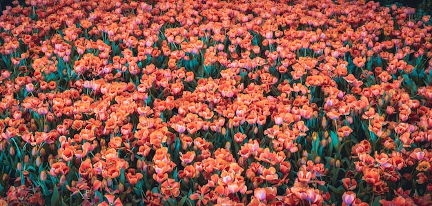 Flor de los tulipanes en el jardín, fondo de la naturaleza.