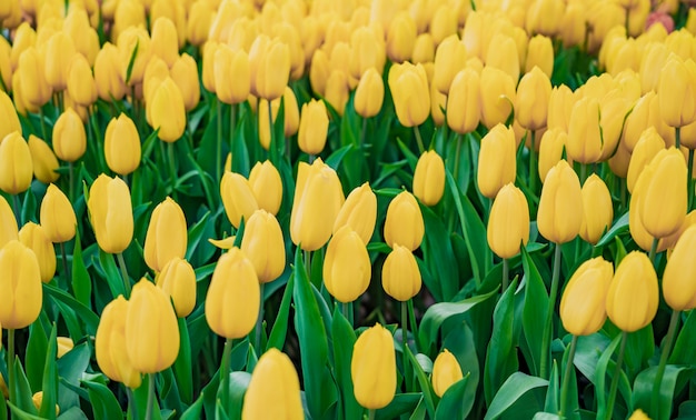 Flor de los tulipanes en el jardín, fondo de la naturaleza.