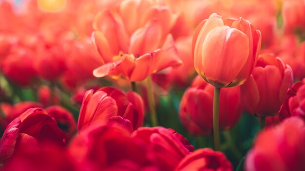 Flor de tulipanes en el jardín