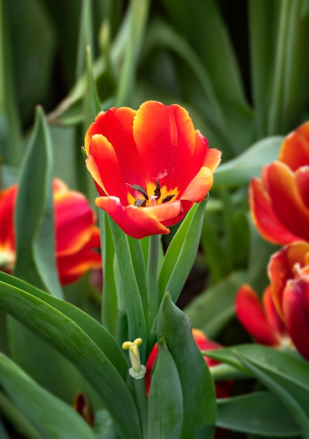 Flor de tulipanes naranja