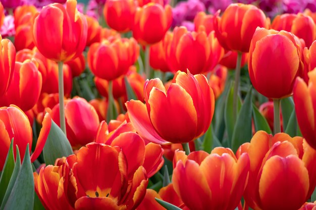 Flor de tulipanes naranja