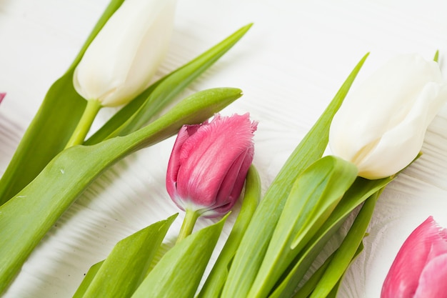 Flor de tulipanes de primavera sobre fondo de madera. Tulipán, concepto de jardinería.