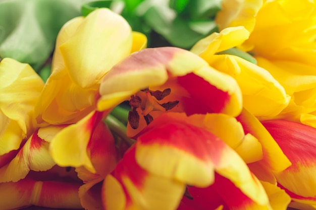 Flor de tulipanes de primavera sobre superficie de madera
