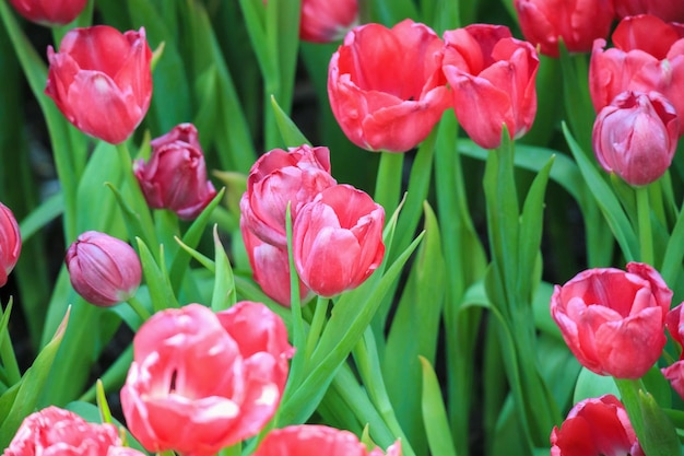 Flor de tulipanes rojos frescos florecen en el jardín