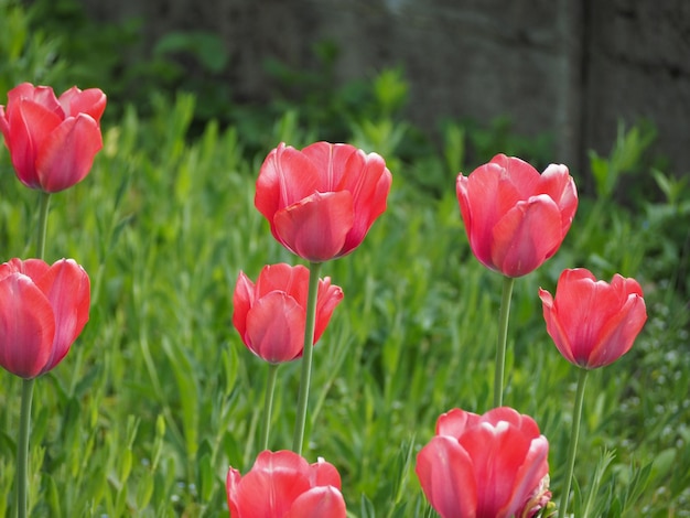 Flor de tulipanes rojos