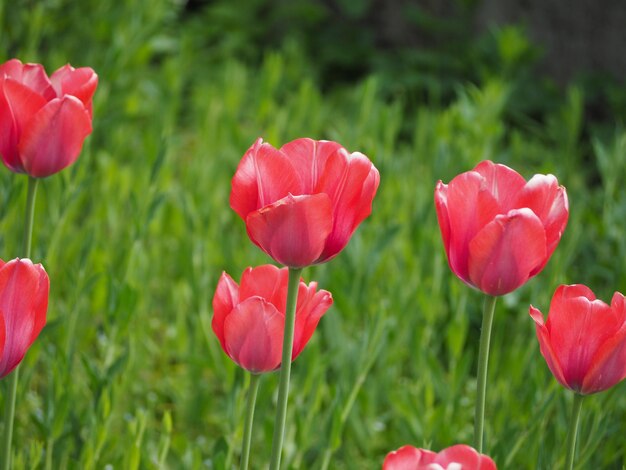 Flor de tulipanes rojos