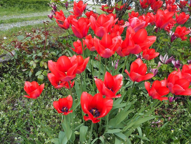 Flor de tulipanes rojos