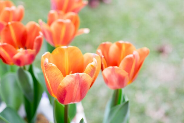 Flor de tulipanes