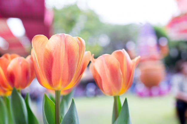 Flor de tulipanes