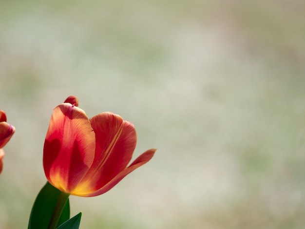 Flor de tulipanes