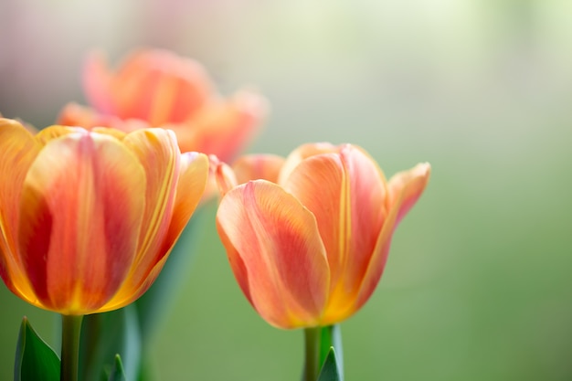 Flor de tulipanes