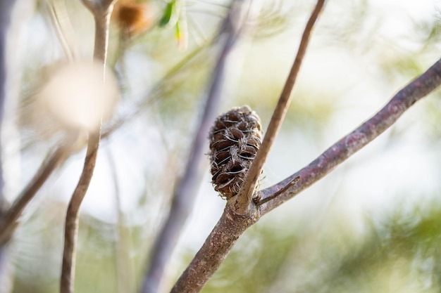 La flor de la vaina de semilla de Banksia en Tasmania, Australia, en verano