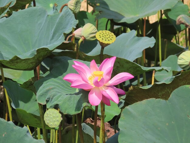 Foto flor y vaina de semilla de loto