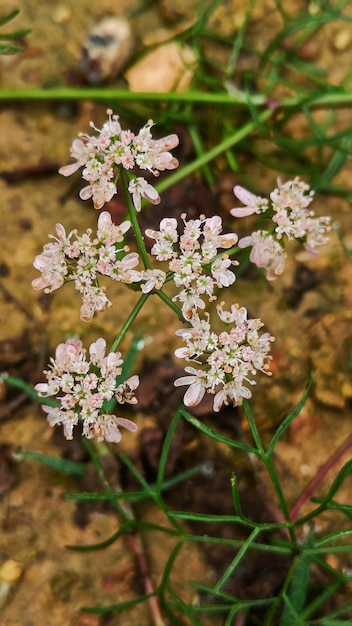 Foto flor de valeriana