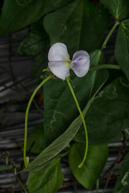 Flor vegetal de frijol espárrago verde