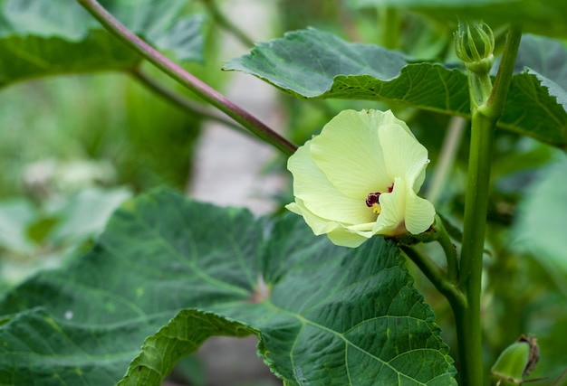 Flor vegetal de okra o ladyfinger completamente florecida dentro de una granja agrícola de cerca