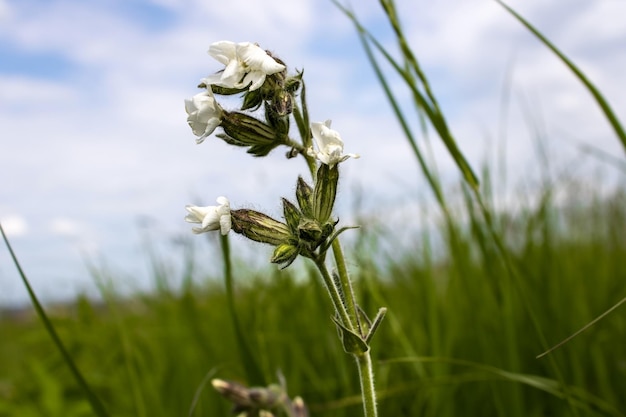 Flor de vejiga Campion de hoja ancha