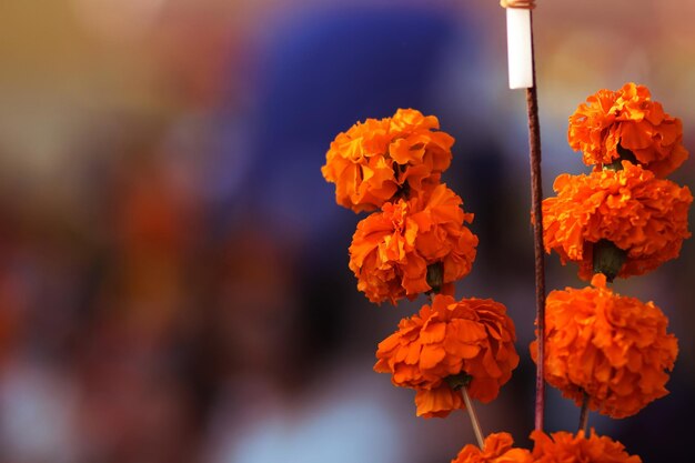 Flor con vela para la adoración