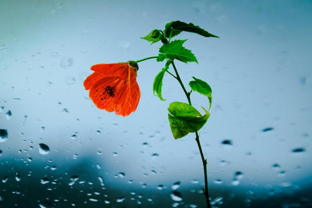 Una flor en una ventana con gotas de lluvia