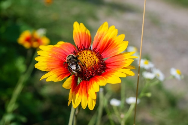 Flor de verano con abeja