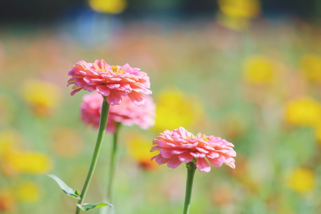 Flor de verano: crisantemo.