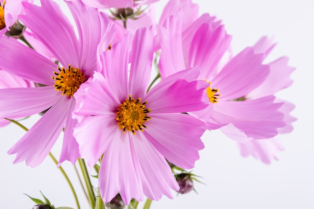 Flor de verano. Delicadas flores rosadas del cosmos en la tabla blanca