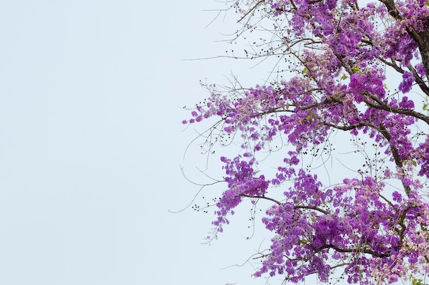 Flor de verano, Lagerstroemia floribunda, flor de arbol.