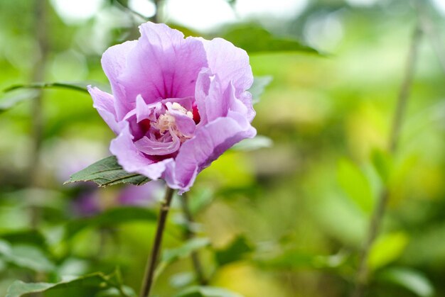 Flor de verano