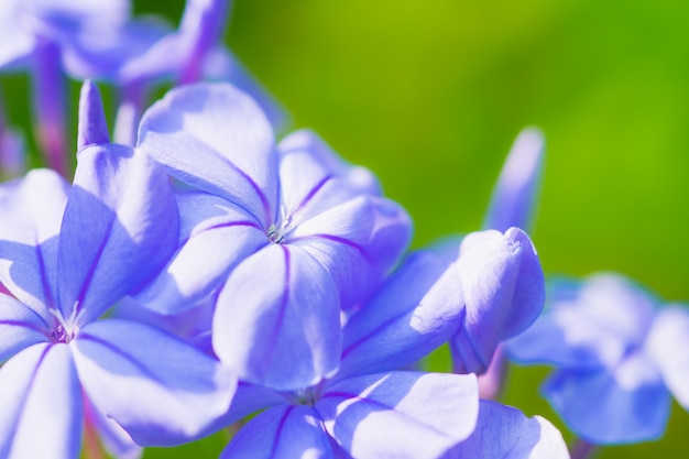 Flor de verbena azul en el jardín