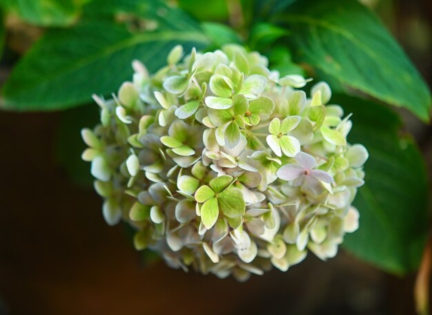 Flor verde en los campos