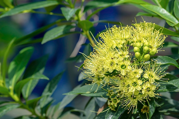 Flor verde com folhas no jardim