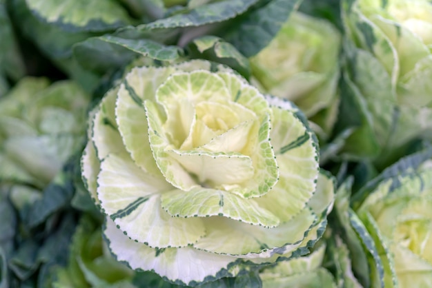 Una flor verde en forma de cabeza de repollo.