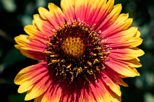 Flor vermelha brilhante de gaillardia fechar