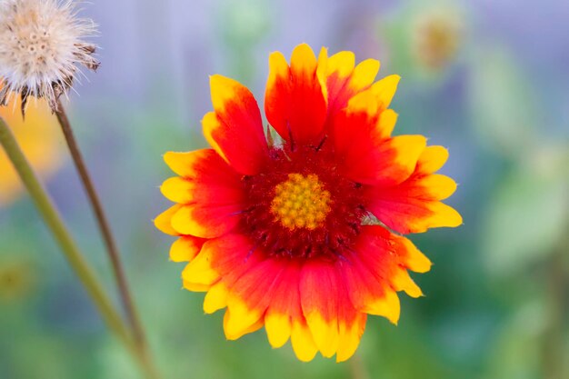 Flor vermelha com coração amarelo e pétalas em um fundo verde