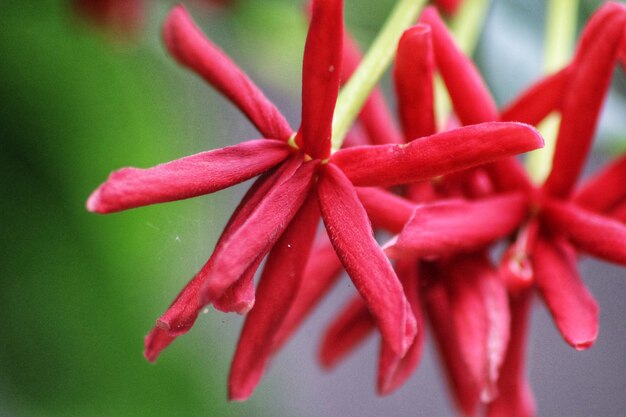 Flor vermelha com folhas amarelas e verdes