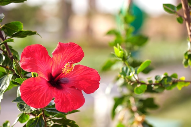 Flor vermelha com folhas verdes e botões florescendo ao ar livre sobre fundo verde de verão