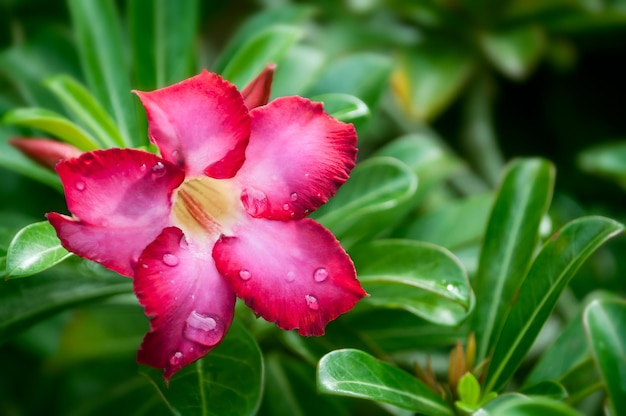 Flor vermelha com gota