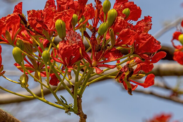 Flor Vermelha da árvore Flamboyant da espécie Delonix regia com foco seletivo