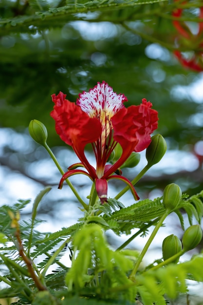 Flor Vermelha da árvore Flamboyant da espécie Delonix regia