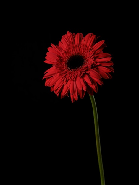 Flor vermelha da margarida do gerbera isolada no fundo preto