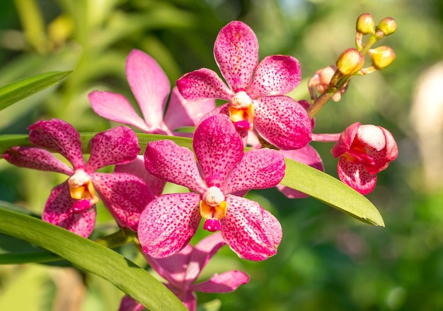 flor vermelha da orquídea phalaenopsis